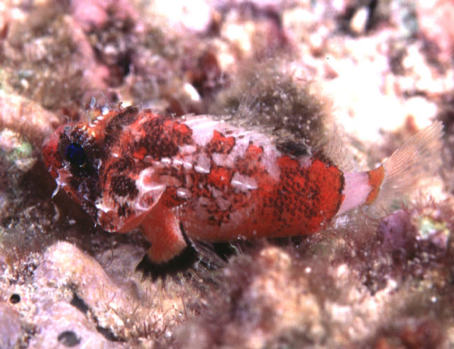 Scorpaenodes varipinnis